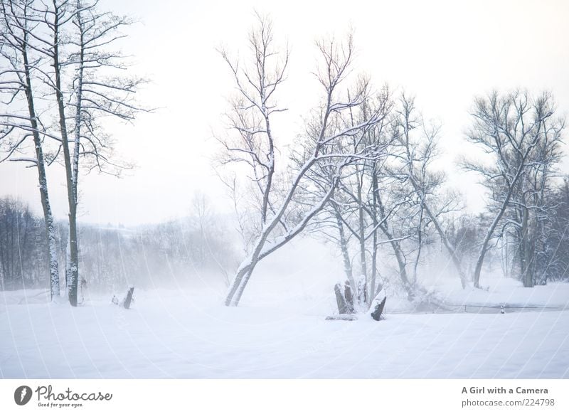 Foggy cold Environment Nature Landscape Clouds Winter Ice Frost Snow Tree River bank Esthetic Authentic Free Gigantic Bright Cold Natural Wild White Bleak