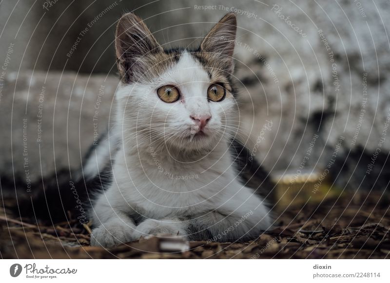 cats of crete Animal Pet Cat 1 Observe Lie Looking Cuddly Small Curiosity Cute Colour photo Exterior shot Deserted Shallow depth of field Central perspective