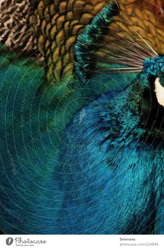 plumage Environment Nature Animal Bird Zoo Petting zoo Peacock Peacock feather Feather 1 Esthetic Glittering Soft Love of animals Colour photo Exterior shot