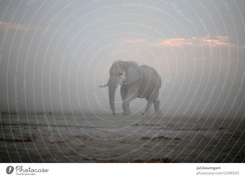 Elephant on the move Vacation & Travel Adventure Far-off places Freedom Safari Expedition Camping Nature Landscape Sand Sky Horizon Gale Animal Wild animal 1