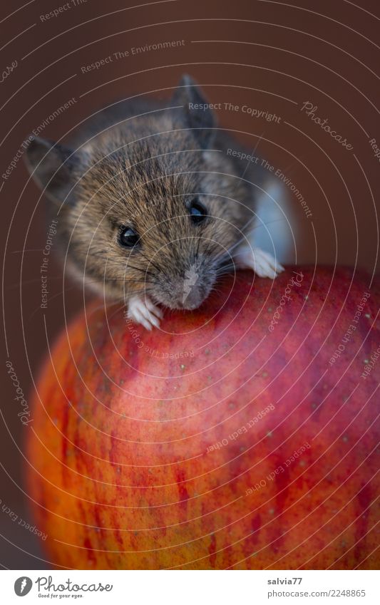 Vitamins for the mouse Nature Autumn Apple Fruit Animal Mouse Animal face Mammal Rodent 1 To feed Love Fresh Delicious Cute Above Smart Sweet Brown Red To enjoy