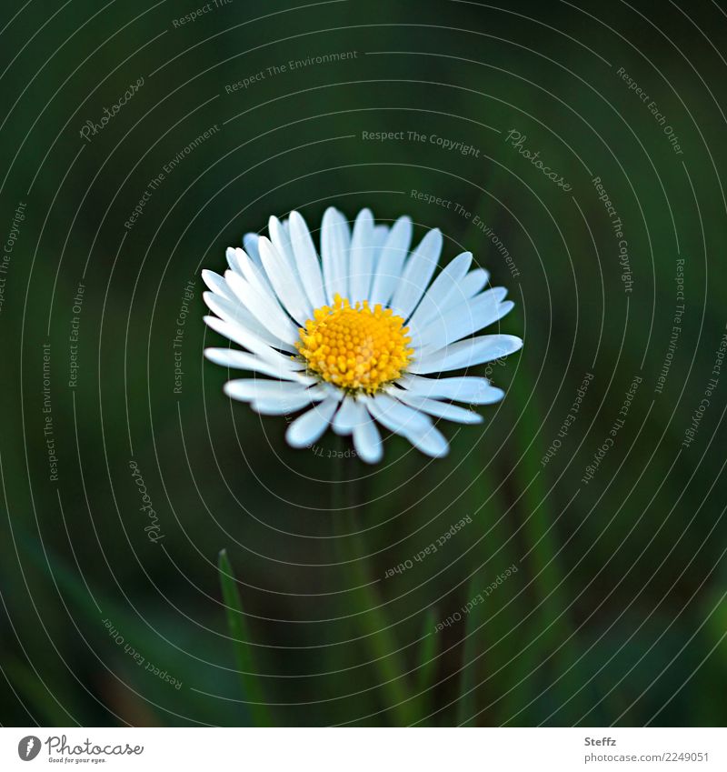 gaenseBluemchen Daisy Bellis perennis wild flower common daisy Spring flower Domestic blooming spring flower Wild plant Flower indigenous plants