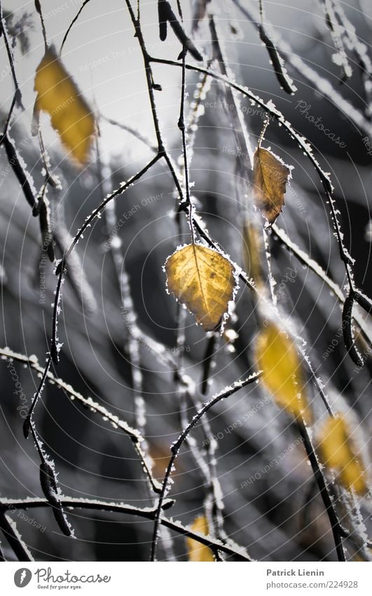 shapes behind the ice Nature Plant Winter Weather Bad weather Ice Frost Leaf Discover Freeze Hang Illuminate Growth Fresh Beautiful Moody Birch tree