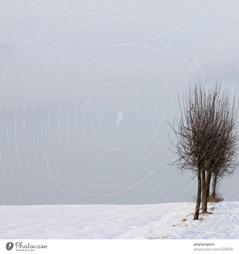 &LT;FONT COLOR="#FFFF00"&GT;-==- SYNC:ßÇÈÂÈÂ Winter Snow Horizon Tree Field Cold Colour photo Subdued colour Exterior shot Day Gray clouds Leafless