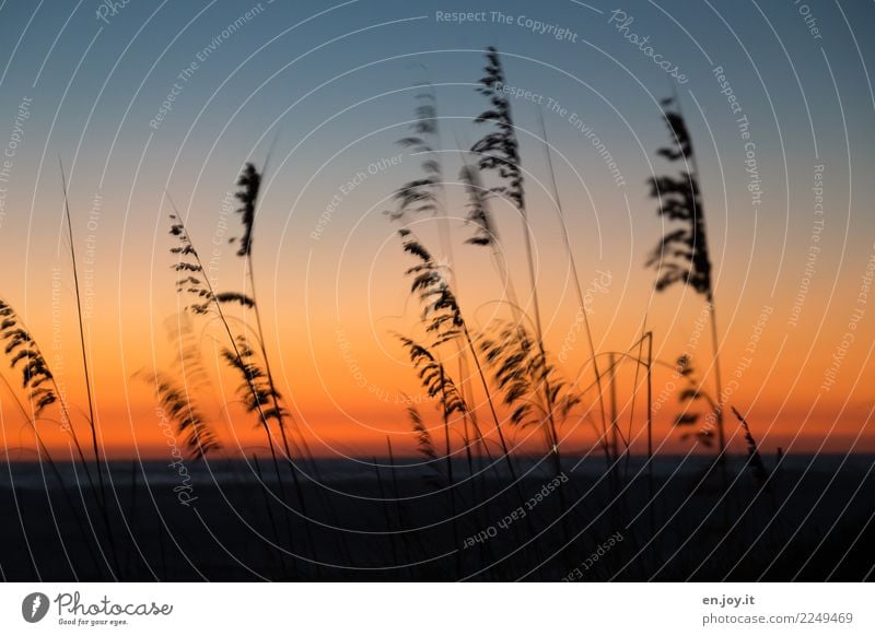 At the end of the day. Nature Landscape Plant Sky Night sky Horizon Sunrise Sunset Summer marram grass Grass Beach Dark Orange Black Sadness Grief Death Idyll