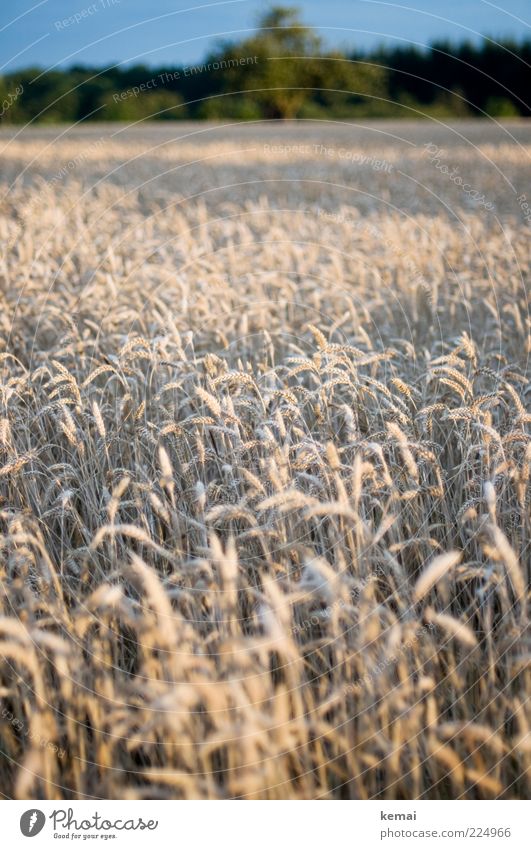 The ear of whom the ear is due Environment Nature Landscape Sky Sunlight Summer Beautiful weather Plant Agricultural crop Ear of corn Grain Field Cornfield