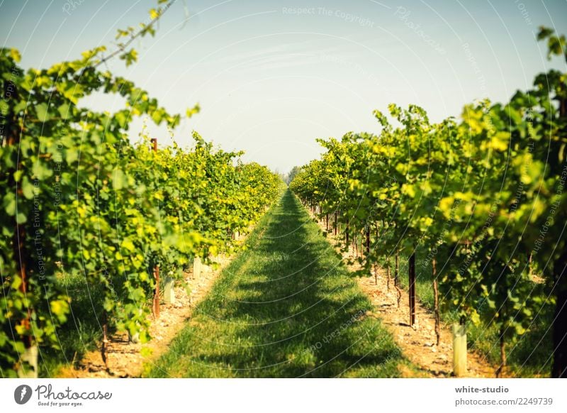 Green thumb! Environment Nature Landscape Animal Beautiful weather Plant Field Fresh Healthy Vineyard Winery Wine growing Bunch of grapes Sowing Extend