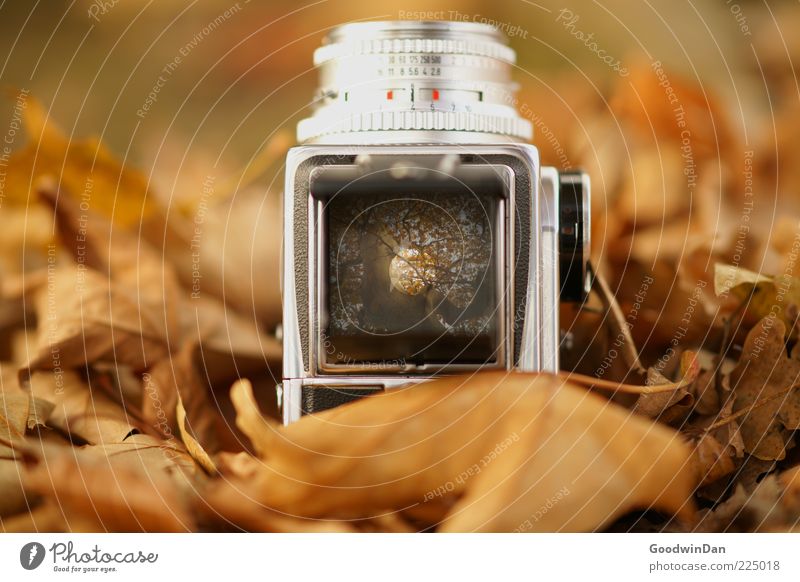 Process II Environment Nature Elements Earth Autumn Leaf Camera Viewfinder Medium format Exceptional Authentic Sharp-edged Fresh Uniqueness Retro Beautiful Many