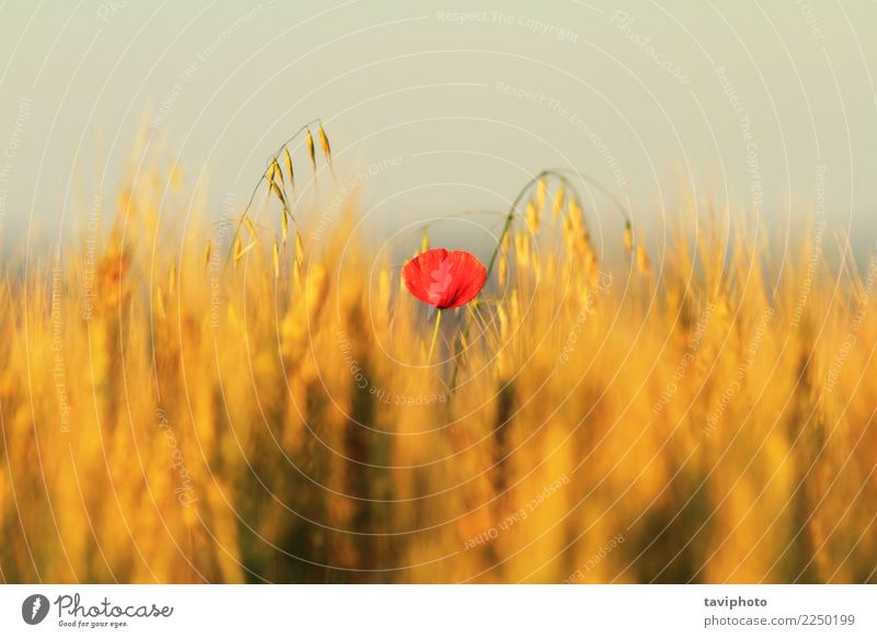 single red poppy in wheat field Beautiful Summer Nature Landscape Plant Flower Blossom Meadow Bright Natural Wild Red Colour Poppy Wheat Rural agriculture