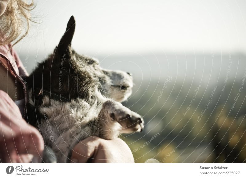 sun salutation Animal Dog Animal face Paw Relaxation Lie Sleep Carrying Chest Sunbathing Exterior shot Close-up Evening Twilight Sunlight Animal portrait