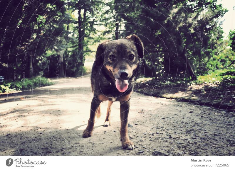 Cuckoo Dog Landscape Park Animal Pet 1 Looking Puppy Tongue Beautiful Interest Curiosity Cuddly Lanes & trails Loneliness Colour photo Exterior shot