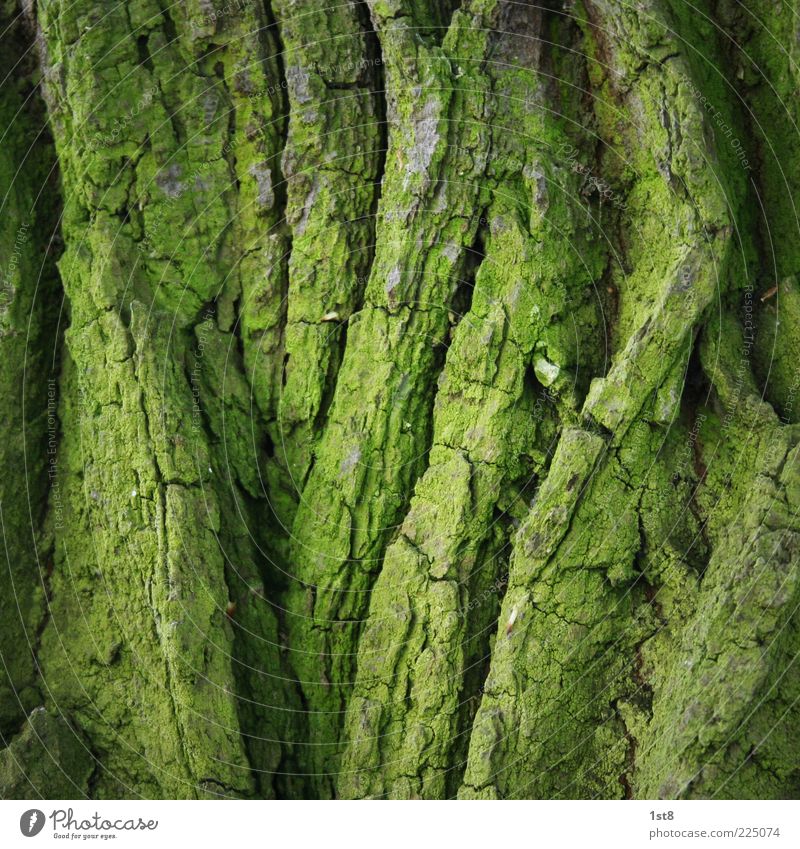 green line Environment Nature Plant Tree Moss Old Tree bark Green Foliage plant Structures and shapes Line Colour photo Close-up Detail Deserted Copy Space top
