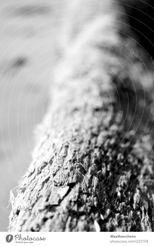 trunk Nature Plant Tree Firm Calm Tree trunk Depth of field Black & white photo Exterior shot Detail Pattern Structures and shapes Deserted Day Contrast Blur