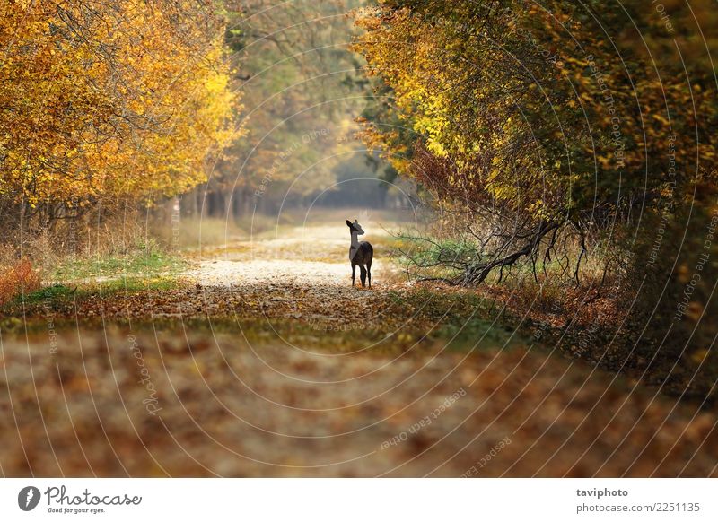 fallow deer fawn standing on rural road Beautiful Playing Hunting Woman Adults Nature Landscape Animal Autumn Tree Park Forest Street Lanes & trails Fur coat