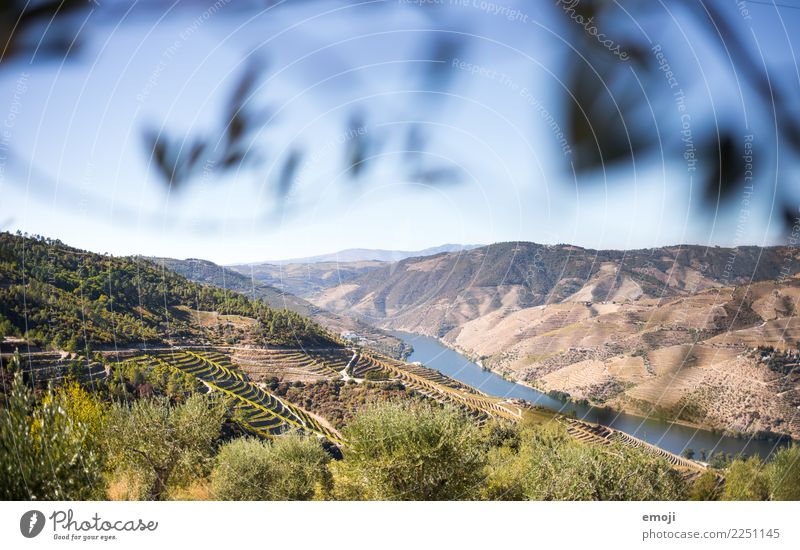 Douro Valley Environment Nature Landscape Summer Beautiful weather Hill River Green Summer vacation Portugal Wine growing Winery Colour photo Exterior shot Day
