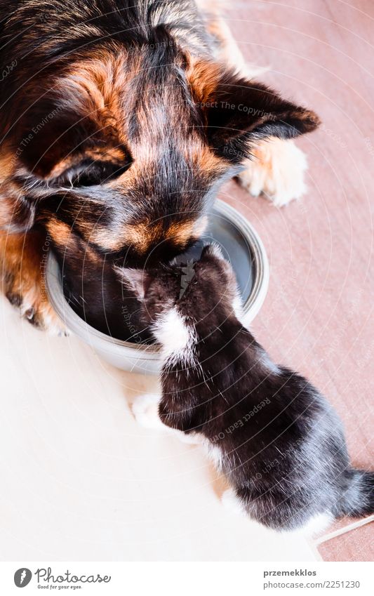 Big dog and little cat eating from one bowl Eating Bowl Lifestyle Beautiful Animal Pet Dog Cat 2 Feeding Small Cute Above Appetite Domestic food Home Mammal