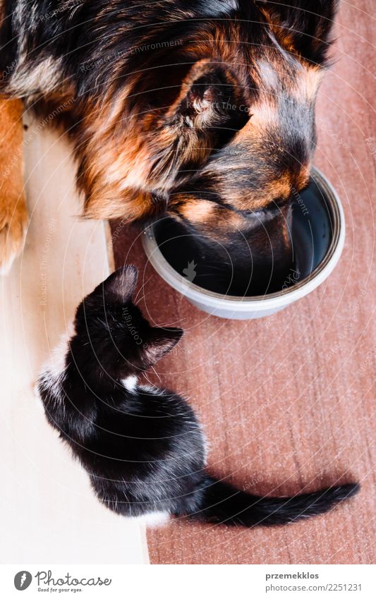 Little cat looking for company with big dog at one bowl of food Eating Bowl Lifestyle Beautiful Animal Pet Dog Cat 2 Feeding Authentic Small Cute Above Appetite
