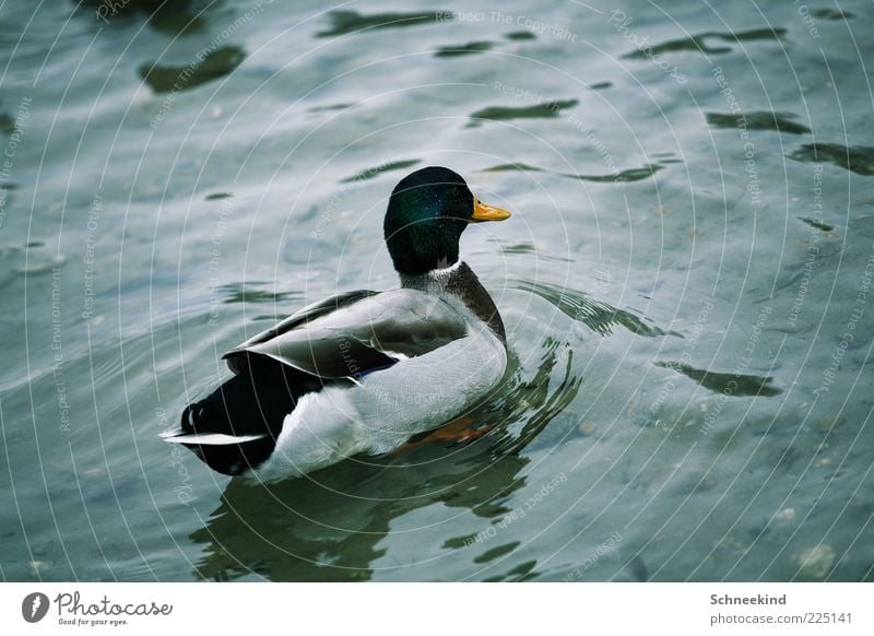 duck Environment Nature Elements Water Lake Animal Wild animal 1 Duck Beak Feather Waves Beautiful Plumed Float in the water Colour photo Exterior shot Deserted