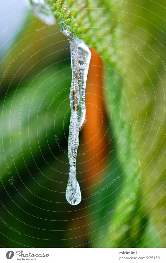 Spring will come Nature Plant Drops of water Ice Frost Wild plant Icicle Water Spring fever Anticipation Cold Pure Colour photo Exterior shot