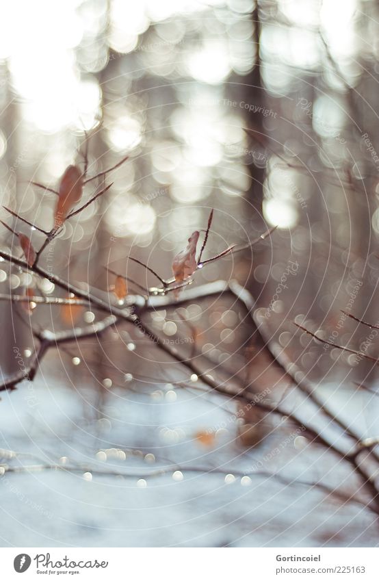 winter sun Environment Nature Landscape Winter Snow Forest Brown Branch Twig Drops of water Winter forest Colour photo Subdued colour Exterior shot Light