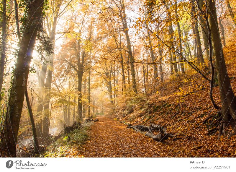 Autumn in the Seven Mountains Environment Nature Landscape Plant Animal Fog Tree Park Forest Hill siebengebirge king's winter Germany Europe Tourist Attraction