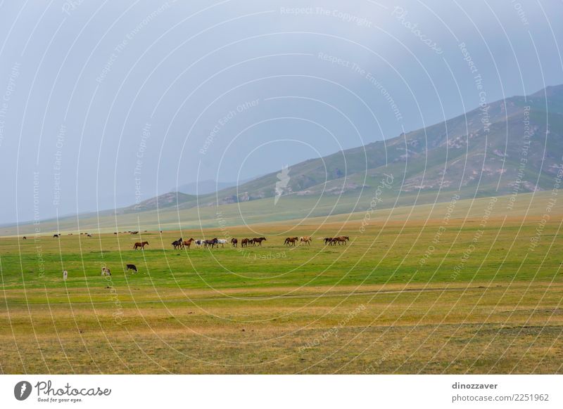 Horses around Song Kul lake, Kyrgyzstan Beautiful Vacation & Travel Tourism Summer Mountain Nature Landscape Sky Clouds Fog Grass Park Meadow Hill Rock Lake