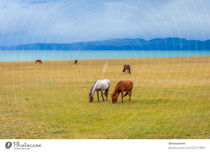 Horses around Song Kul lake, Kyrgyzstan Beautiful Vacation & Travel Tourism Summer Mountain Nature Landscape Sky Clouds Fog Grass Park Meadow Hill Rock Lake