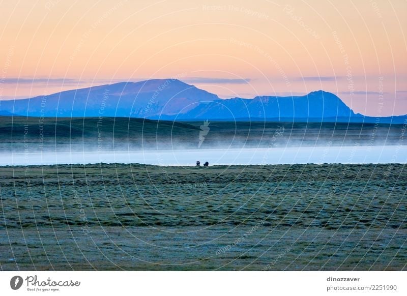 Song Kul lake in sunrise, Kyrgyzstan Beautiful Vacation & Travel Tourism Summer Mountain Nature Landscape Animal Sky Clouds Fog Grass Park Meadow Hill Rock Lake