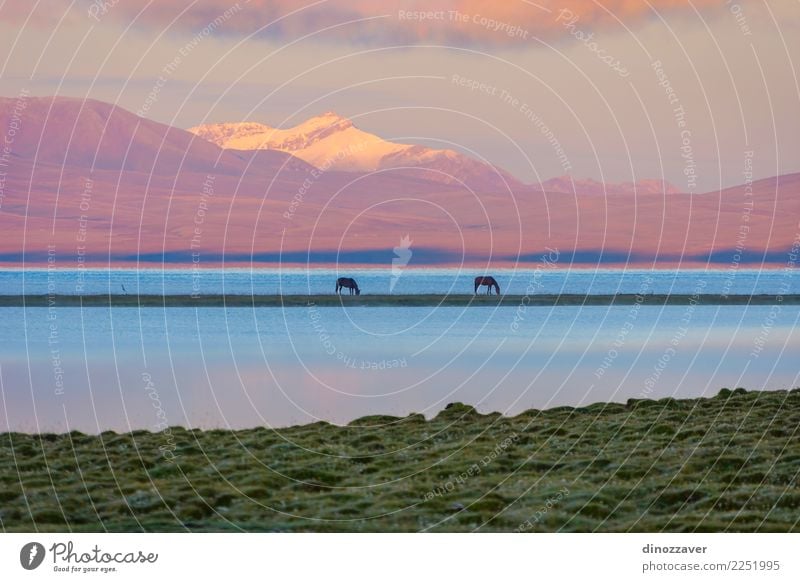 Song Kul lake with horses in sunrise Beautiful Vacation & Travel Summer Snow Mountain Nature Landscape Animal Sky Clouds Fog Grass Park Meadow Hill Rock Lake