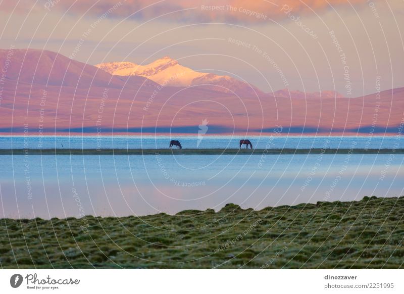 Song Kul lake with horses in sunrise Beautiful Vacation & Travel Summer Snow Mountain Nature Landscape Animal Sky Clouds Fog Grass Park Meadow Hill Rock Lake