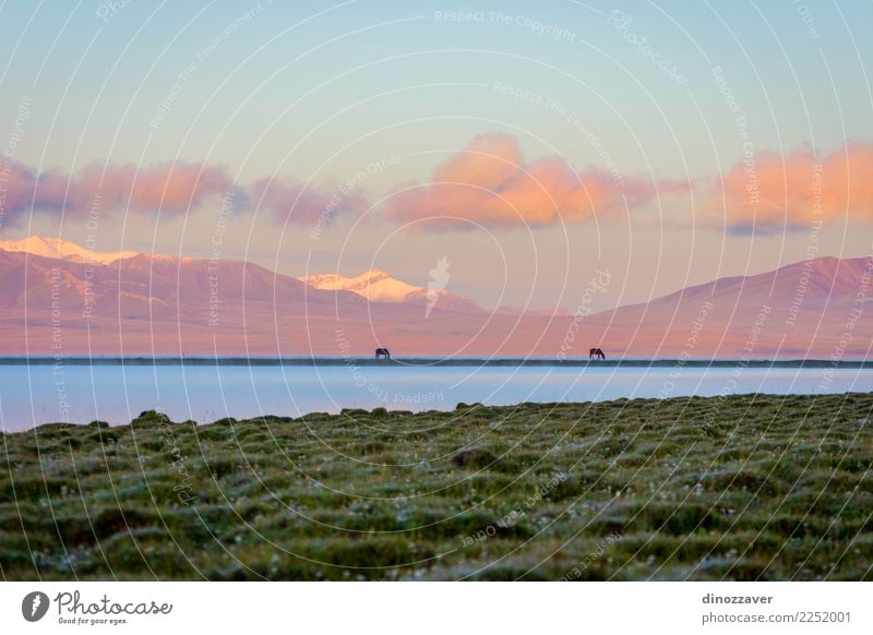 Song Kul lake with horses in sunrise Beautiful Vacation & Travel Summer Snow Mountain Nature Landscape Animal Sky Clouds Fog Grass Park Meadow Hill Rock Lake