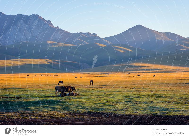 Mountains and cattle by Song Kul, Kyrgyzstan Beautiful Vacation & Travel Summer Sun Snow Nature Landscape Animal Clouds Fog Grass Park Meadow Hill Rock Lake Cow