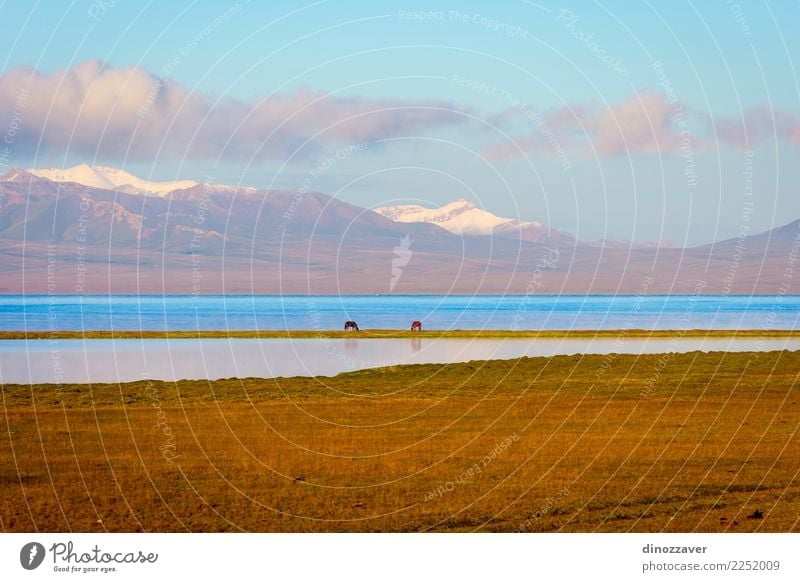 Song Kul lake with horses and mountains Beautiful Vacation & Travel Summer Sun Snow Mountain Nature Landscape Animal Clouds Fog Grass Park Meadow Hill Rock Lake