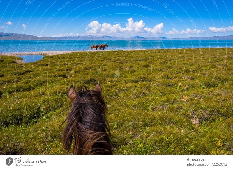Horse ride, first person view Lifestyle Leisure and hobbies Vacation & Travel Summer Mountain Sports Nature Landscape Animal Grass Park Meadow Lake Transport