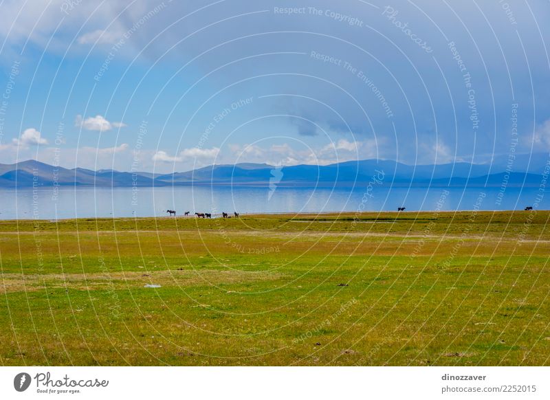 Horses by the Song Kul lake Beautiful Vacation & Travel Summer Sun Mountain Nature Landscape Animal Clouds Fog Grass Park Meadow Hill Rock Lake Herd Natural