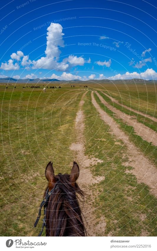 Horse ride, first person view Lifestyle Leisure and hobbies Vacation & Travel Summer Mountain Sports Nature Landscape Animal Grass Park Meadow Lake Transport