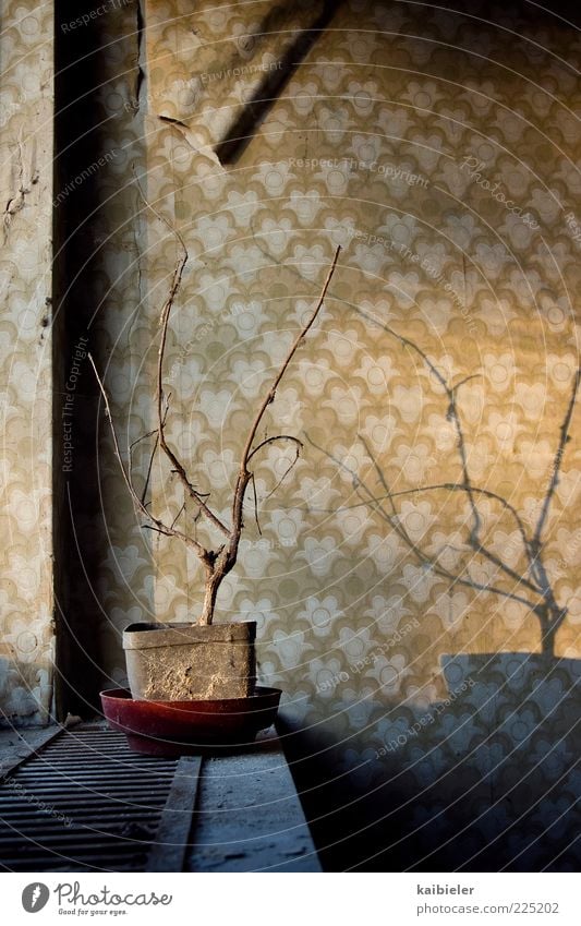 shadow warrior Living or residing Flat (apartment) Houseplant Window board Wallpaper Wallpaper pattern Flowerpot Withered Shriveled Building Wall (barrier)