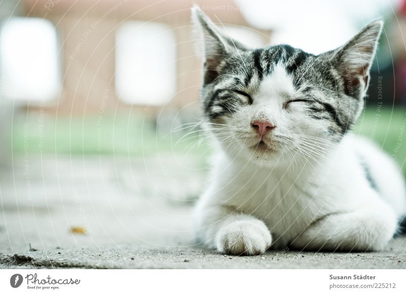 I'll be off. Pet Cat Animal face 1 Baby animal Sleep Serene Patient Calm Relaxation Fatigue Siesta Closed eyes White Farm Blur Easygoing Exterior shot Close-up