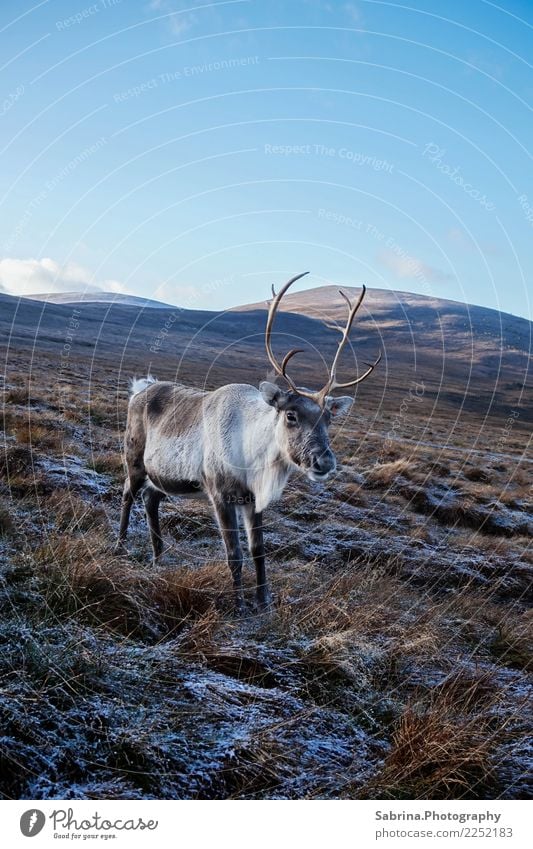 Reindeer in the Scottish Highlands, Great Britain Environment Nature Landscape Plant Animal Cloudless sky Autumn Winter Beautiful weather Snow Grass bushes