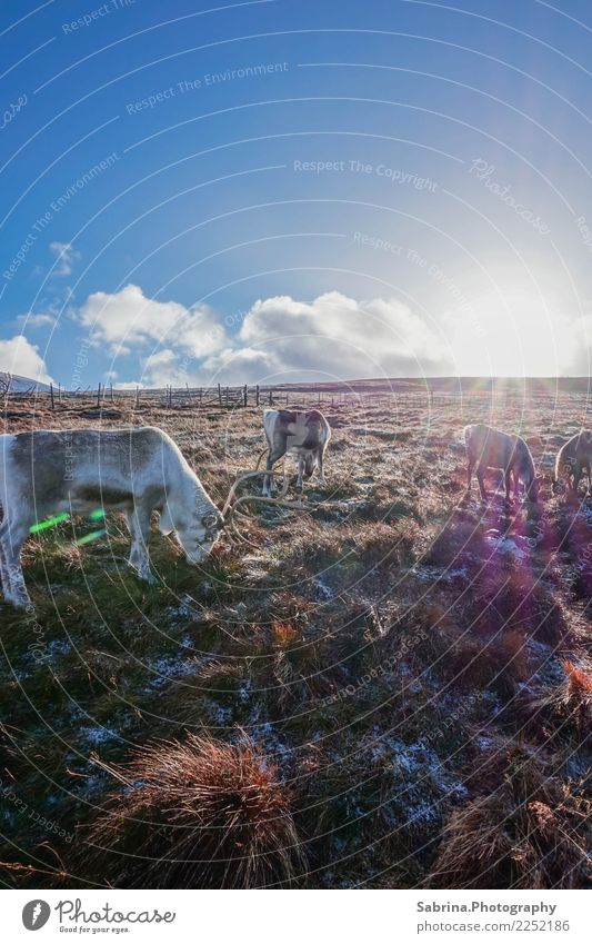 Lunch time. Environment Nature Landscape Plant Animal Clouds Sun Autumn Winter Snowfall Grass Bushes Meadow Hill Mountain Peak Wild animal 3 4 Group of animals