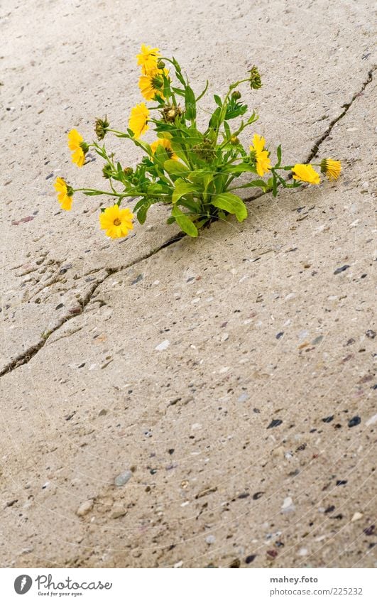 breakthrough Environment Nature Earth Plant Flower Blossom Wild plant Yellow Concrete Blossoming Fight Growth Poverty Authentic Healthy Beautiful Strong Gray