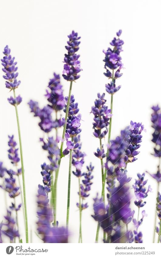 "when summer is not far..." Herbs and spices Plant Summer Blossom Agricultural crop Fragrance Bright Blue Violet White Lavender Close-up Detail Light Odor Stalk