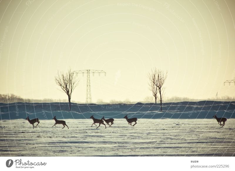 6 in one fell swoop Nature Landscape Animal Sky Cloudless sky Horizon Winter Snow Wild animal Group of animals Herd Running Authentic Small Roe deer Escape