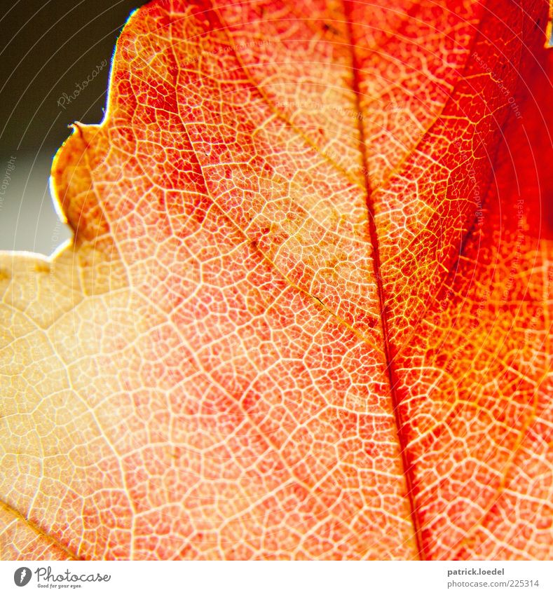 Remember September Environment Nature Plant Autumn Beautiful weather Esthetic Red Rachis Indian Summer Colour photo Close-up Detail Macro (Extreme close-up)