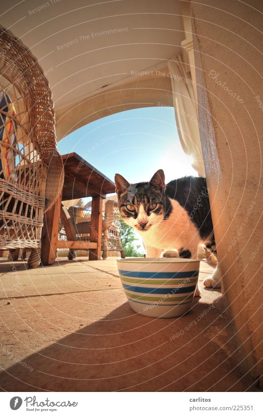 El Hau bull Cloudless sky Beautiful weather Animal Pet Cat 1 To feed Feeding Blue Brown Sympathy Perspective Archway Sandstone Table Wood Armchair Chair