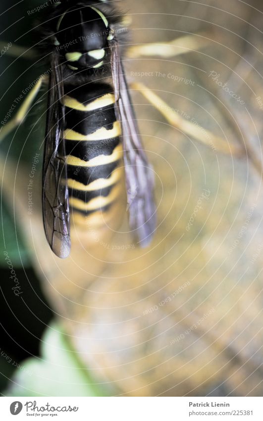 I saw you in the wild Environment Nature Animal Plant Leaf Wild animal 1 Esthetic Beautiful Natural Moody Wasps Legs Wing Sit Colour photo Multicoloured