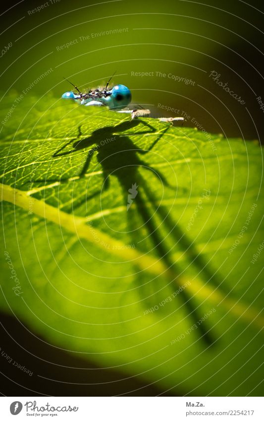 shadow play Nature Beautiful weather Leaf Animal Wild animal Dragonfly 1 Blue Green hunt Shadow play Colour photo Multicoloured Exterior shot Close-up Day Light