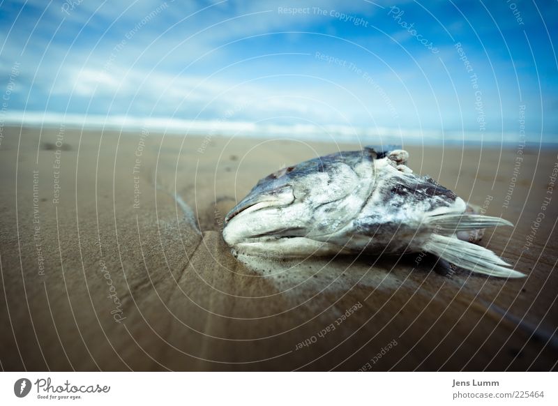 Bad Fish Disgust Blue Brown Beach Sky Clouds Spoiled Death Fin Smelly Malodorous Surrealism Colour photo Exterior shot Copy Space left Copy Space top Day