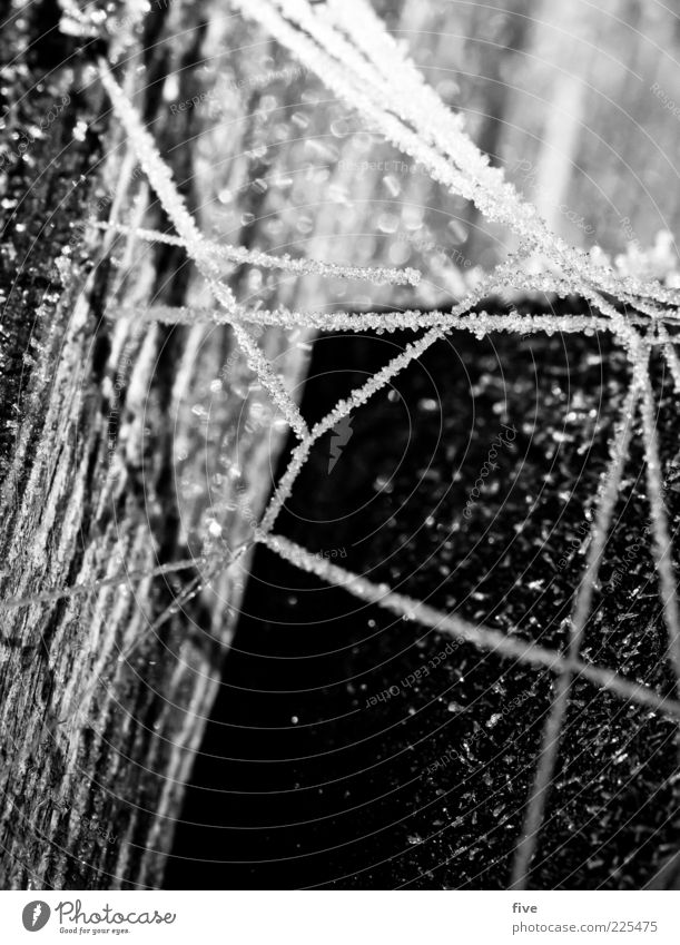 network II Nature Winter Wood Exceptional Black White Net Reticular Tree trunk Pole Frost Cold Bright Black & white photo Exterior shot Close-up Detail