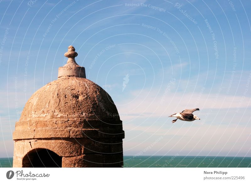 ready steady go Freedom Air Sky Horizon Weather Beautiful weather Coast Ocean Atlantic Ocean Essouira Morocco North Africa Old town Ruin Building Architecture
